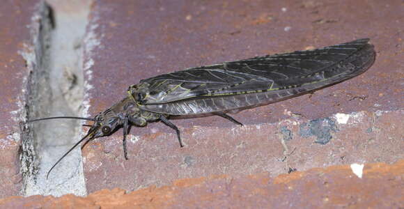 Image of Fishflies