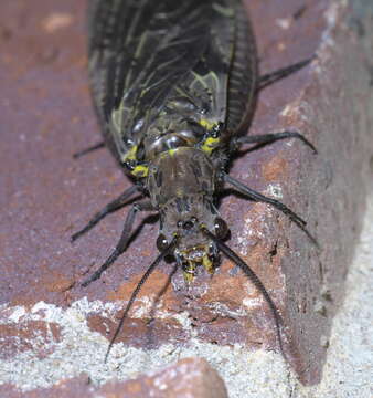 Image of Fishflies