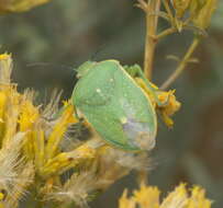 Imagem de Chlorochroa (Chlorochroa) uhleri (Stål 1872)