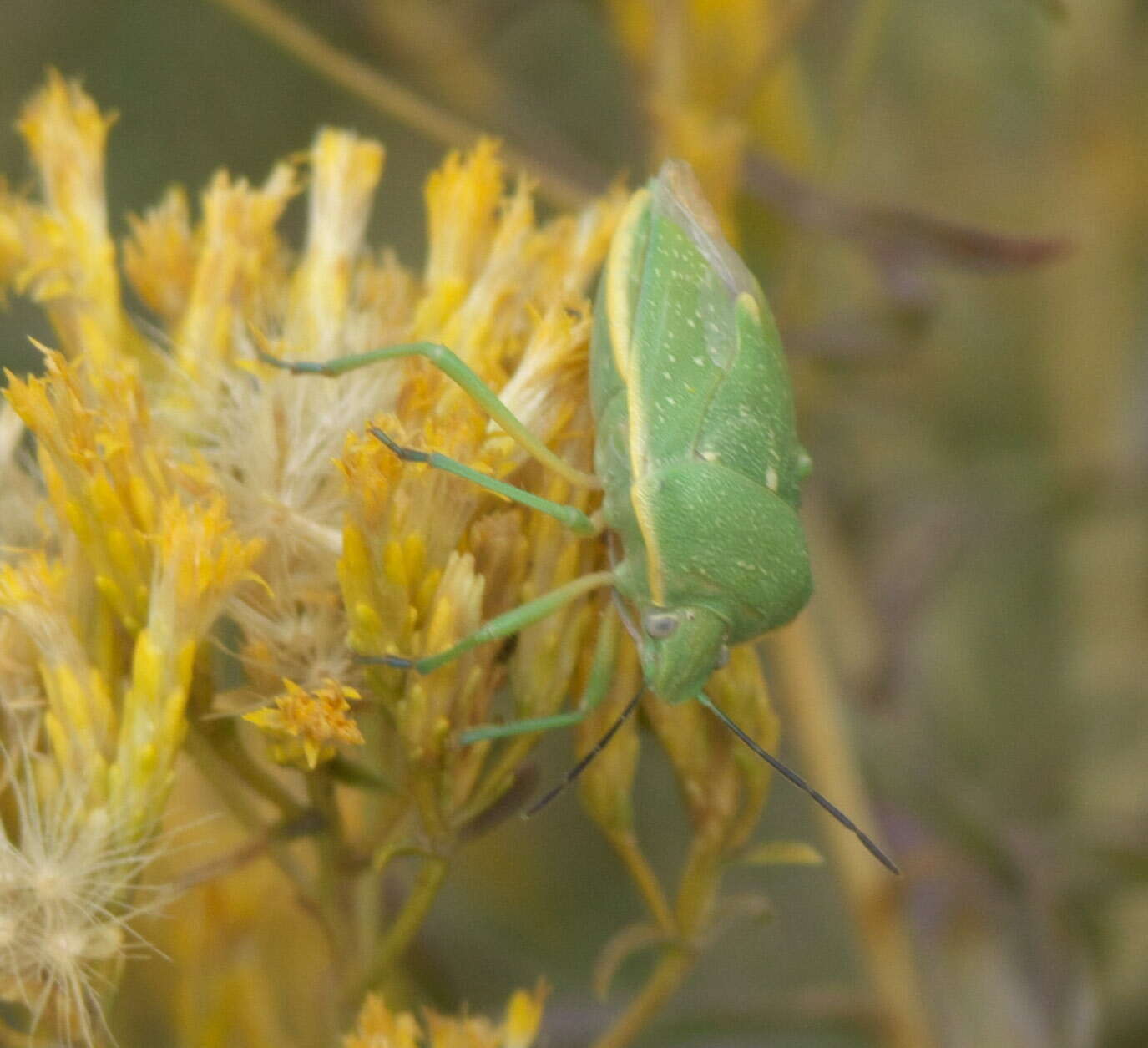 Imagem de Chlorochroa (Chlorochroa) uhleri (Stål 1872)