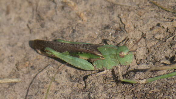 Image of Green-striped Grasshopper