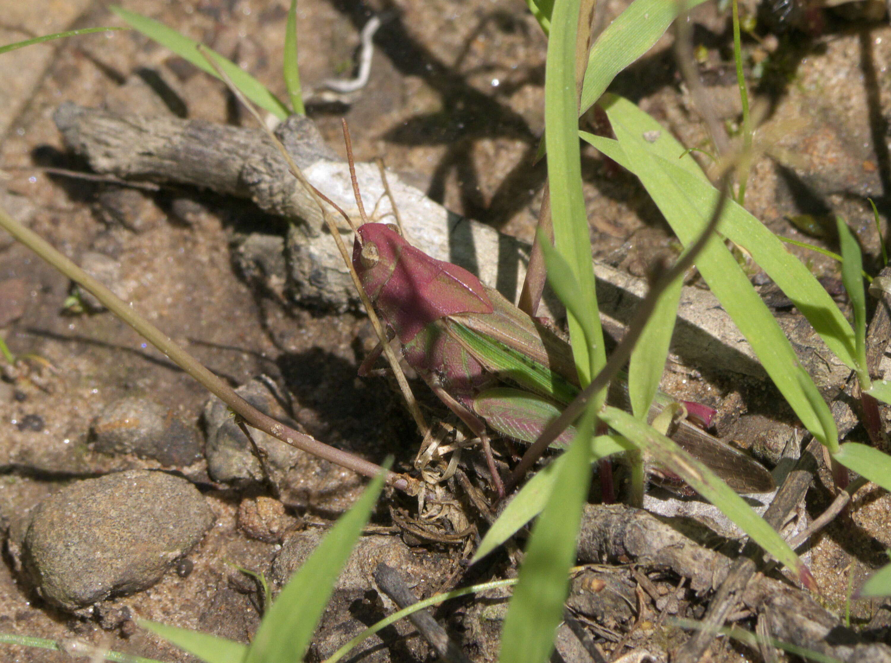 Image of Green-striped Grasshopper