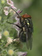 Cochliomyia macellaria (Fabricius 1775)的圖片