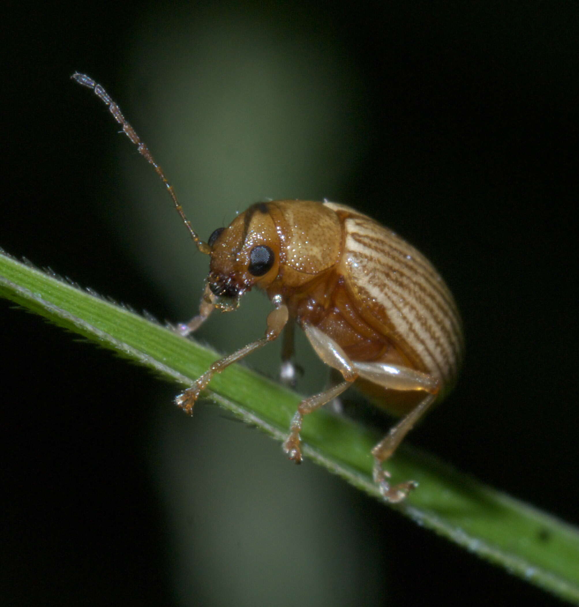 Image of Grape Colaspis