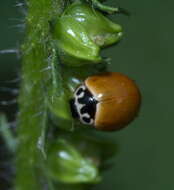 Image of Spotless Lady Beetles