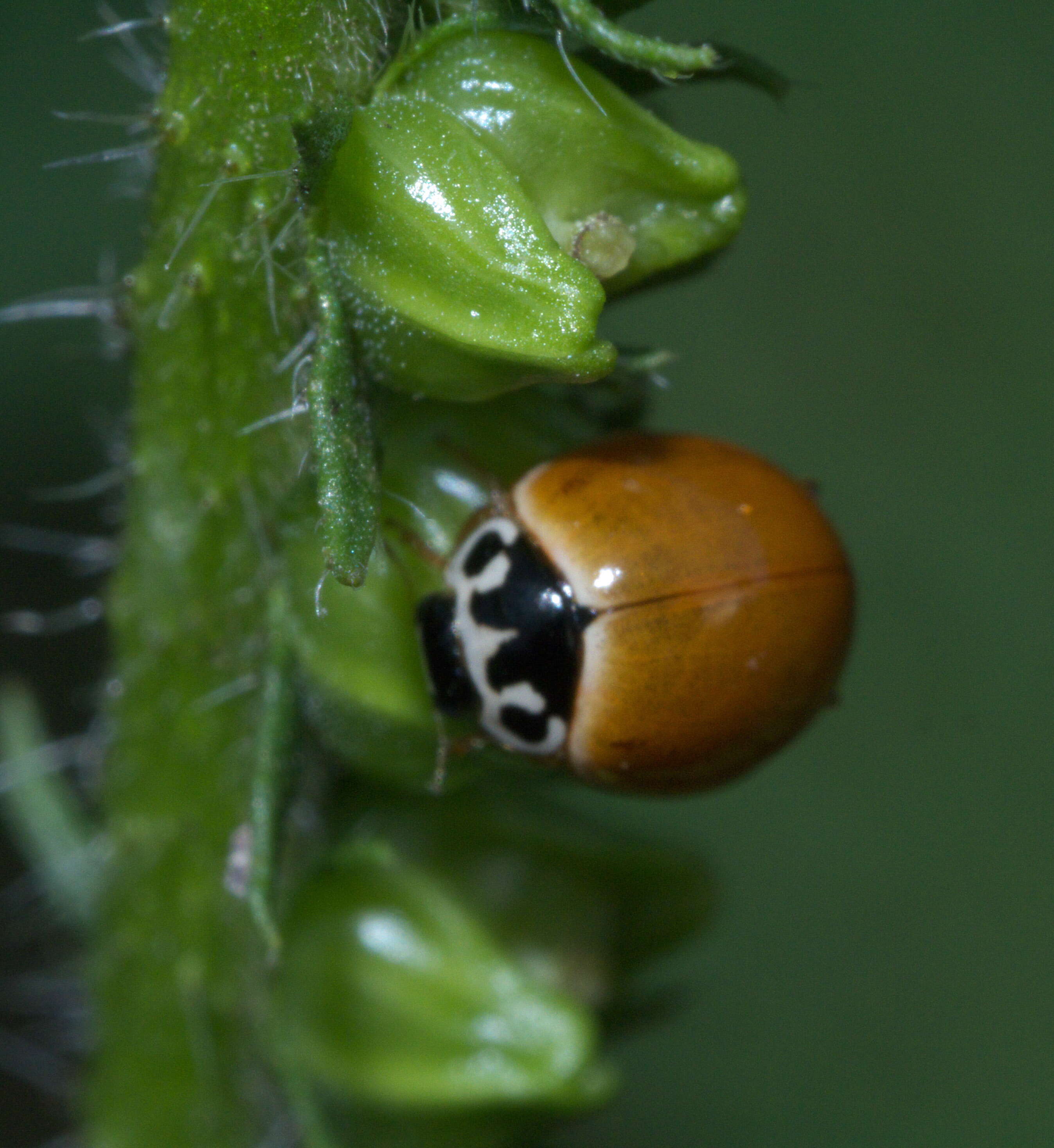 Image of Spotless Lady Beetles