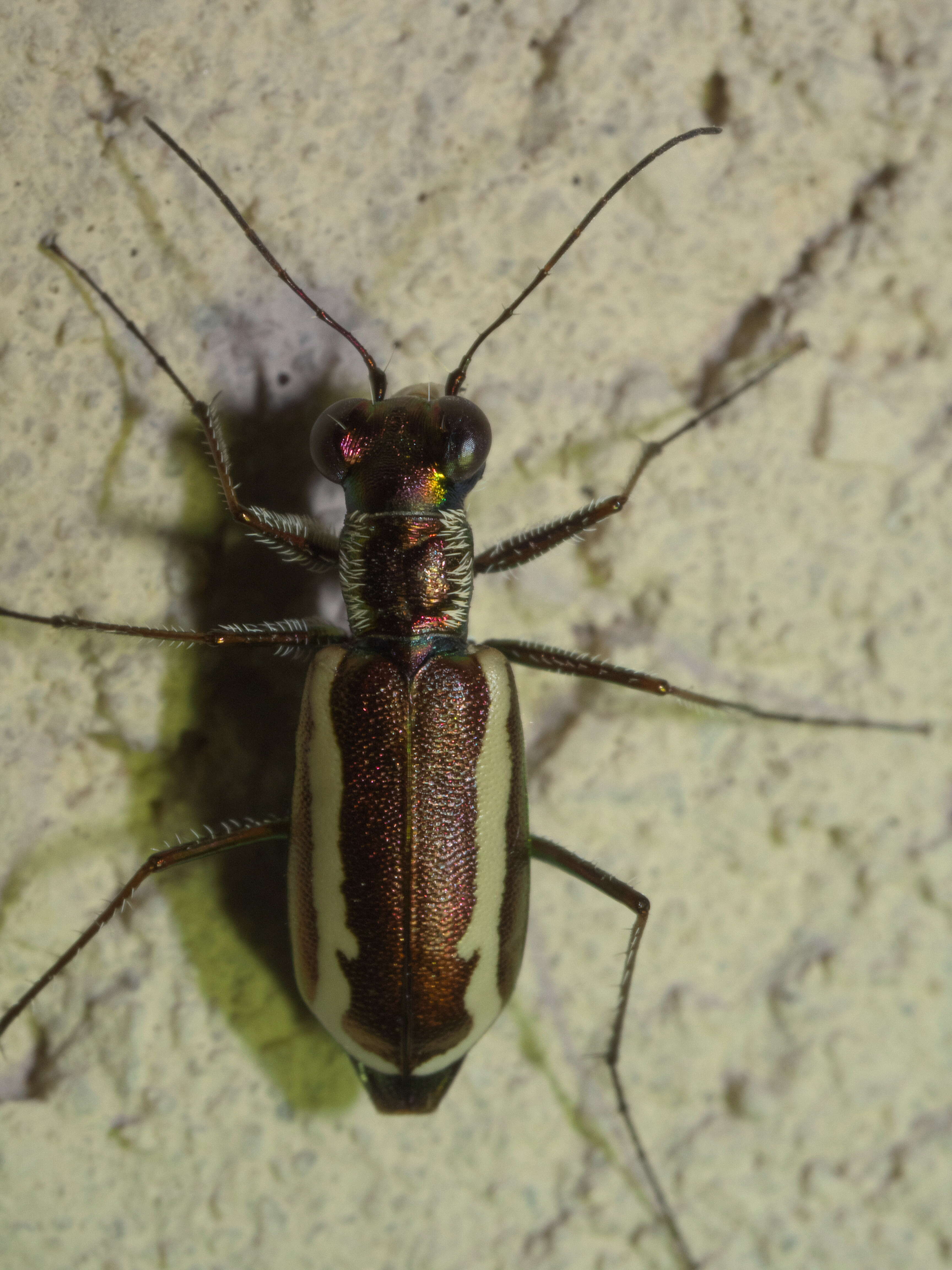 Image of White-striped Tiger Beetle