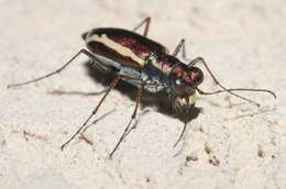 Image of White-striped Tiger Beetle