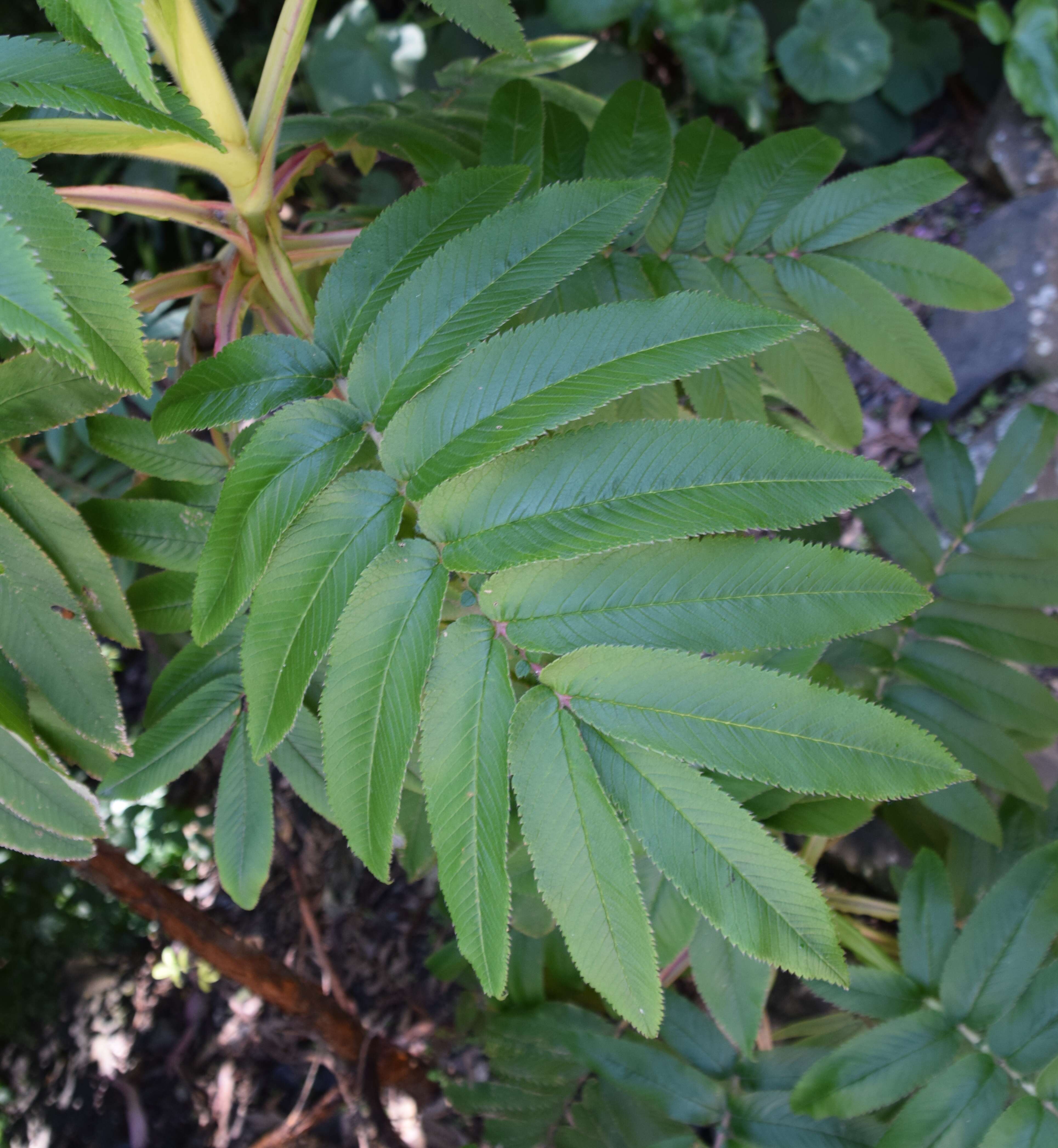 Image of Hagenia abyssinica (Bruce) J. F. Gmel.