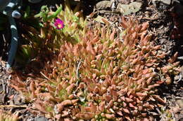 Image of Haworthia chloracantha Haw.