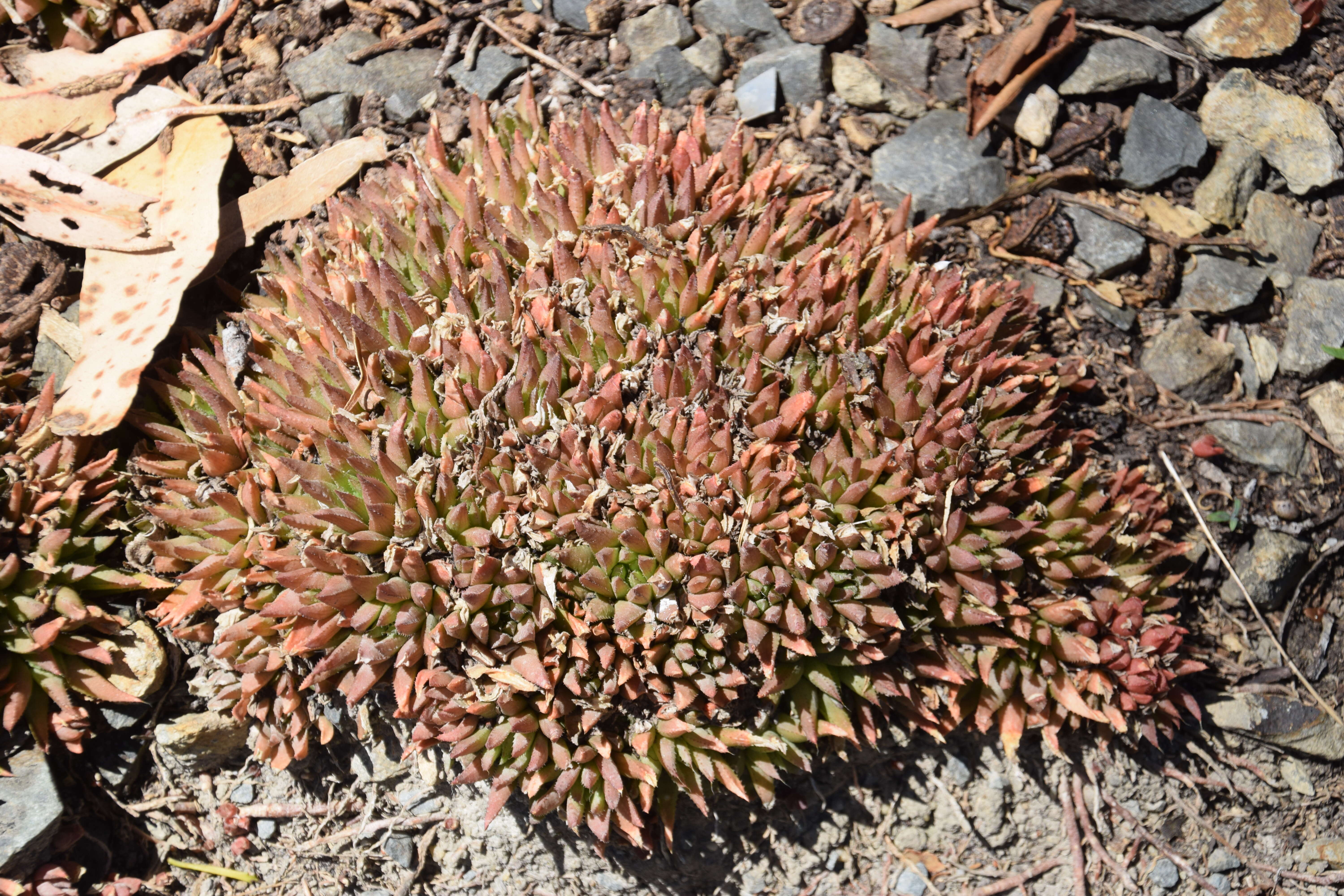 Image of Haworthia chloracantha Haw.