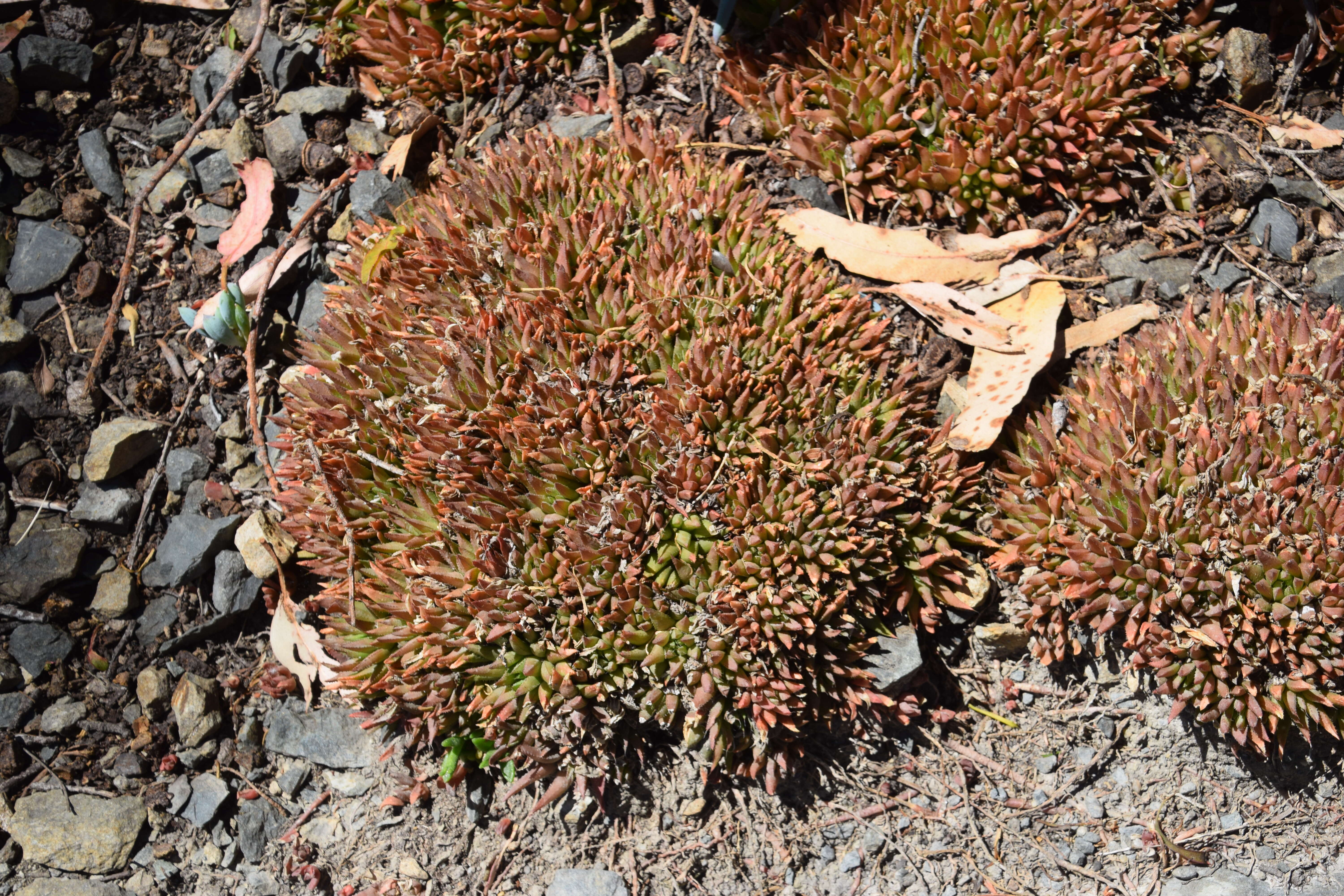 Image of Haworthia chloracantha Haw.