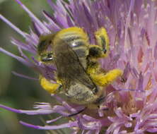 Image of Sunflower Chimney Bee