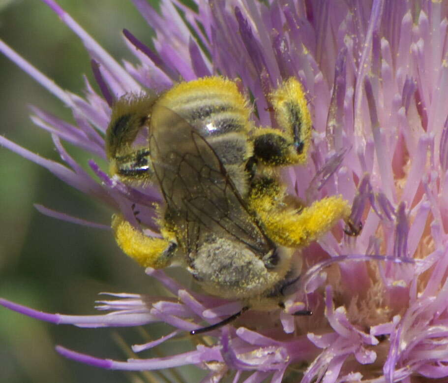 Image of Sunflower Chimney Bee