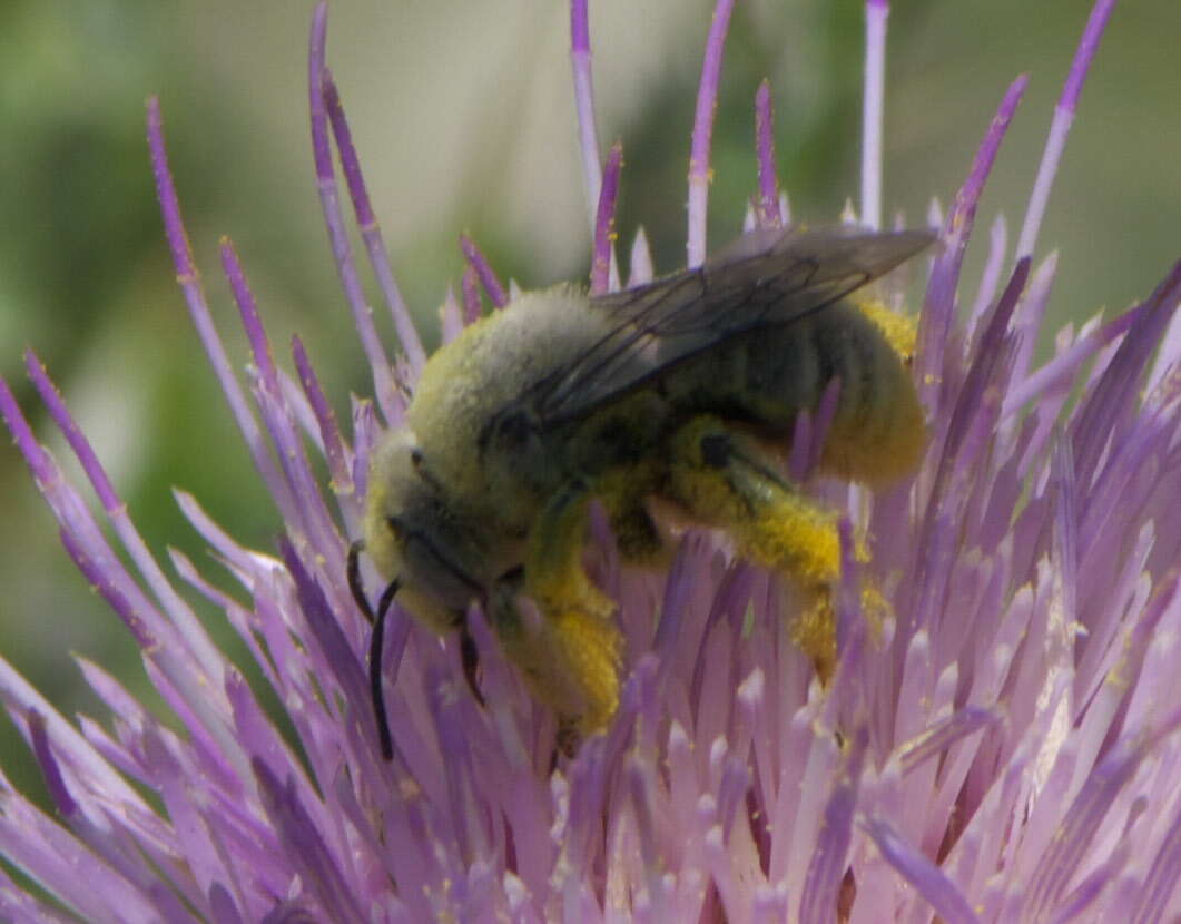 Image of Sunflower Chimney Bee