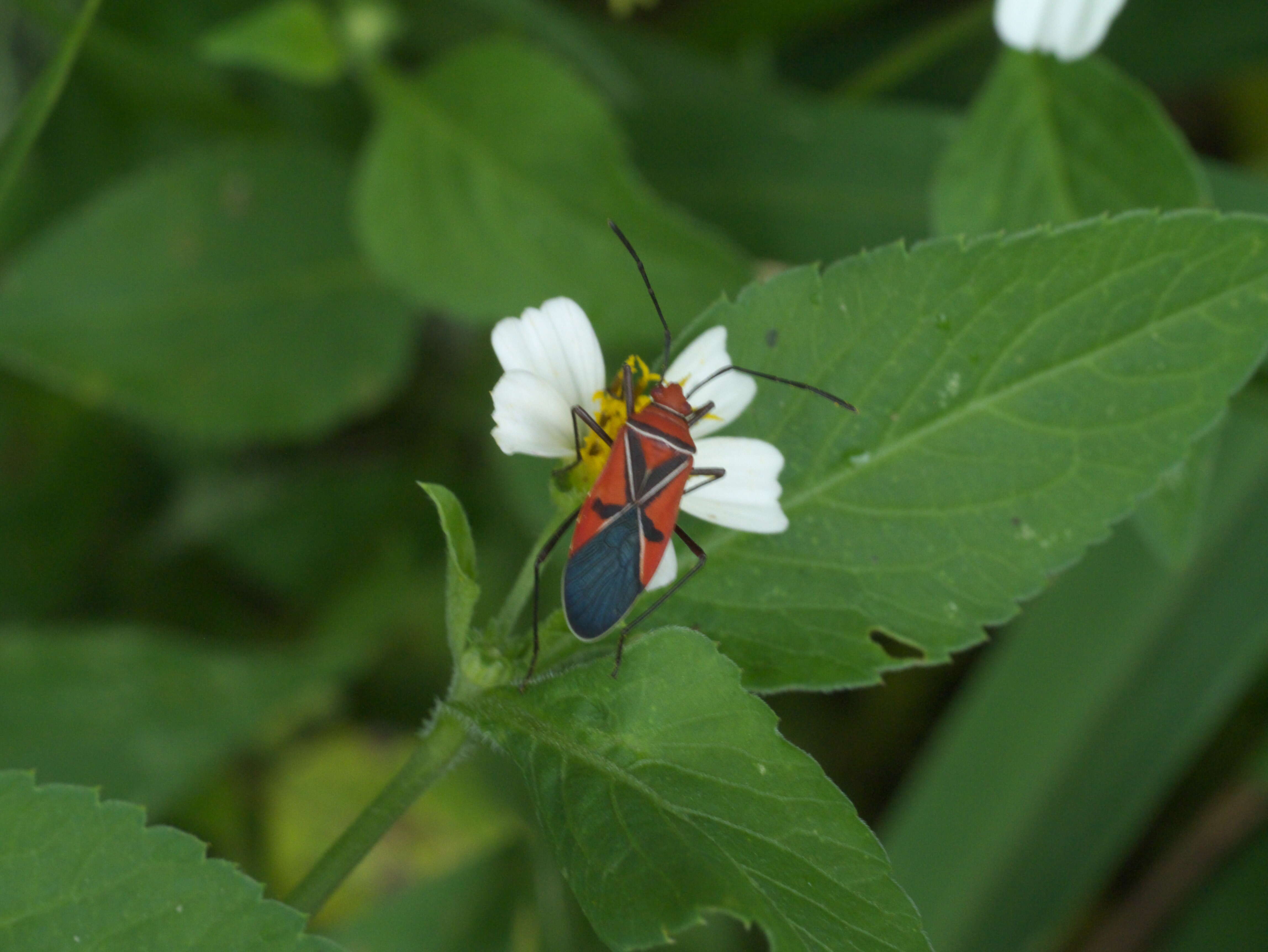 Image of St. Andrew's Cotton Stainer