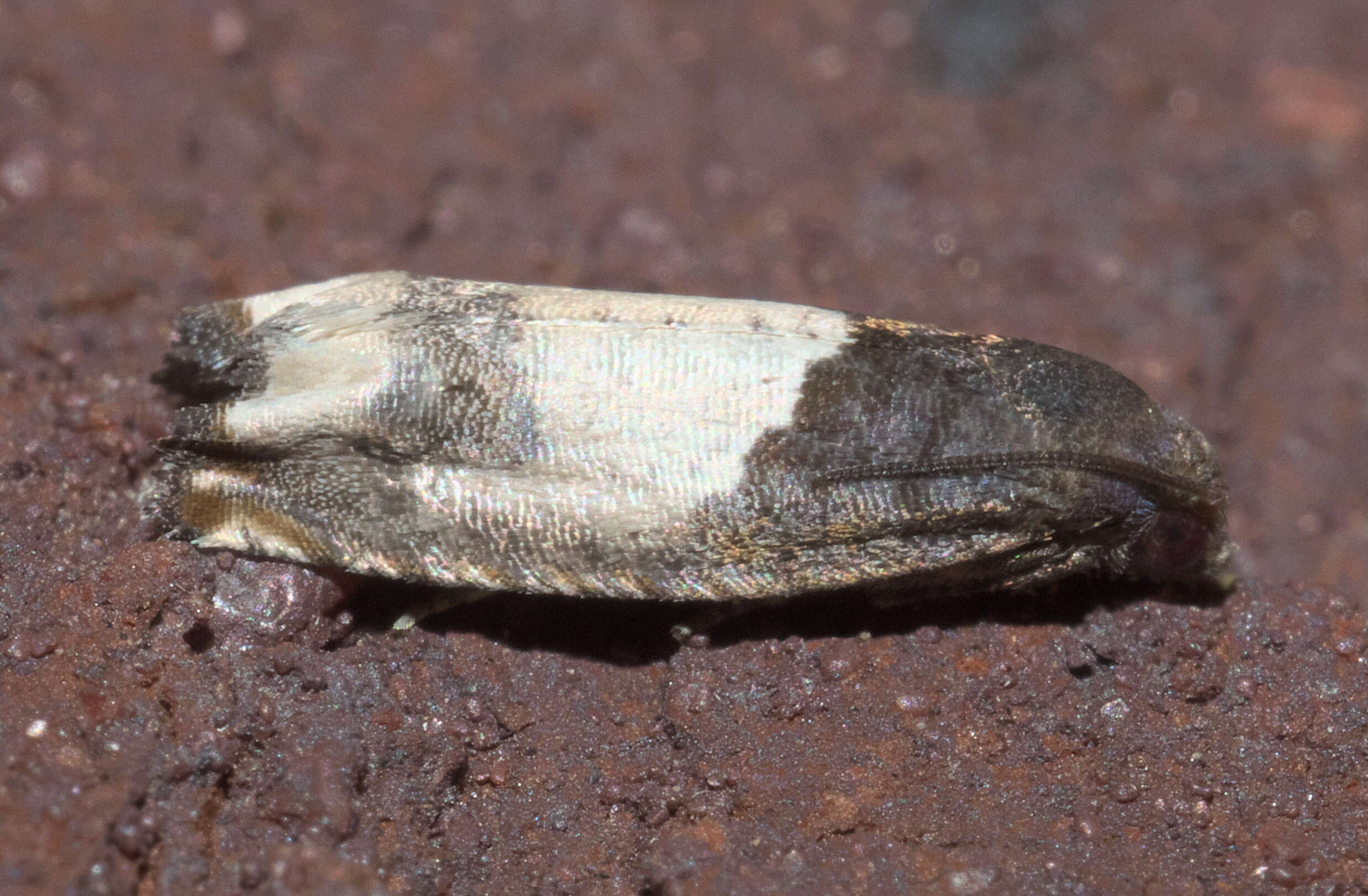 Image of Goldenrod Gall Moth