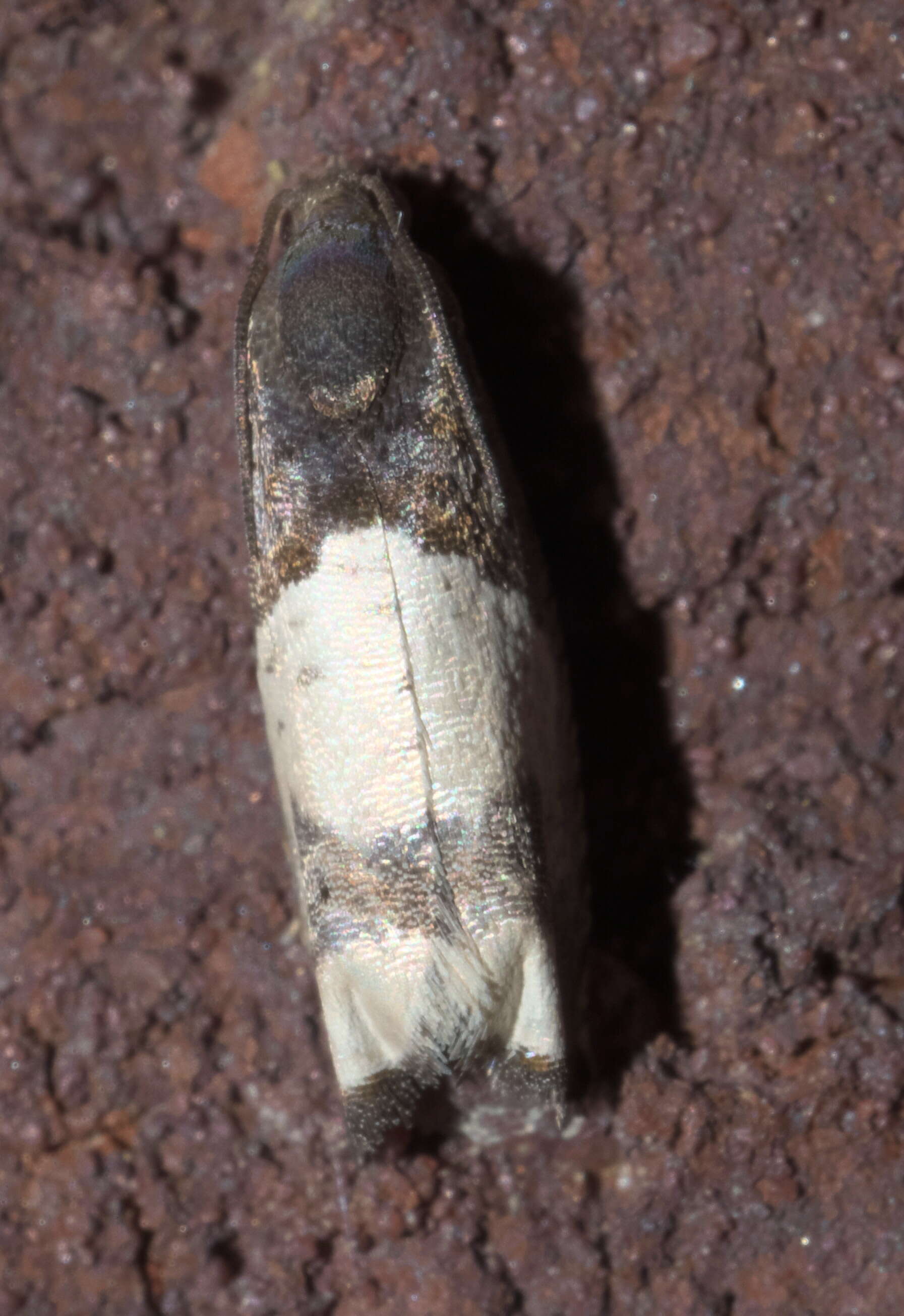 Image of Goldenrod Gall Moth