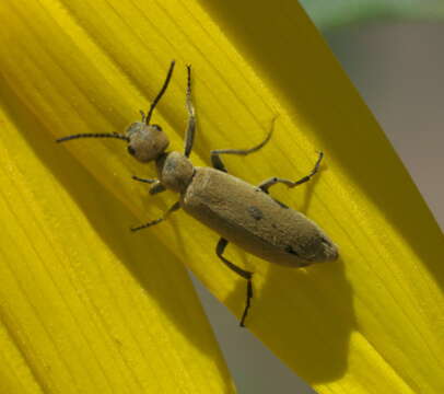 Image of Epicauta (Epicauta) ferruginea (Say 1824)