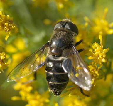 Image of Eristalis dimidiata Wiedemann 1830