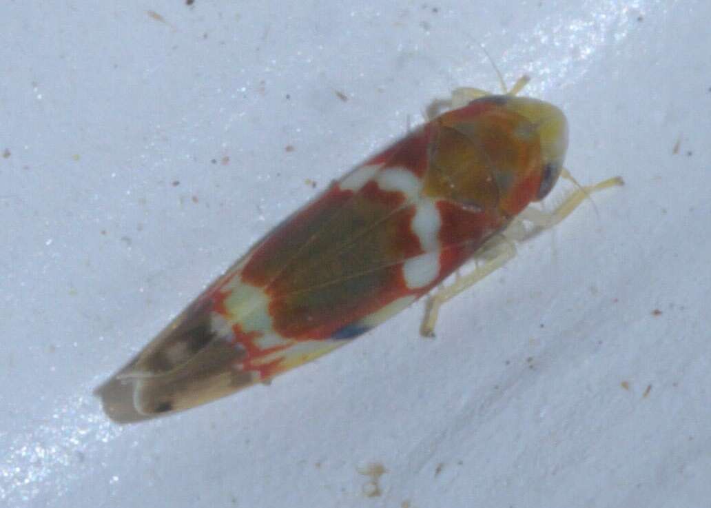 Image of Grapevine Leafhopper