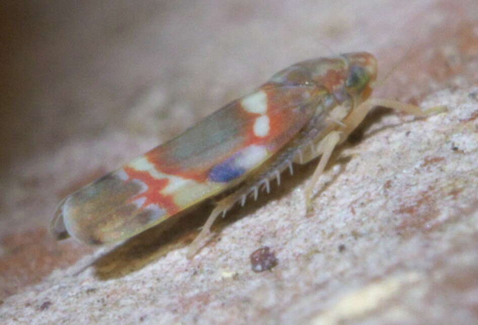 Image of Grapevine Leafhopper