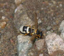 Euodynerus auranus (Cameron 1906)的圖片