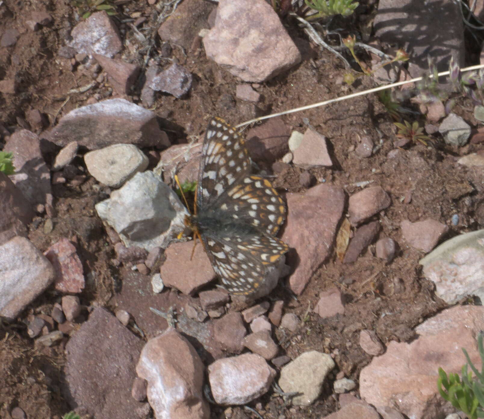 Image of Euphydryas anicia