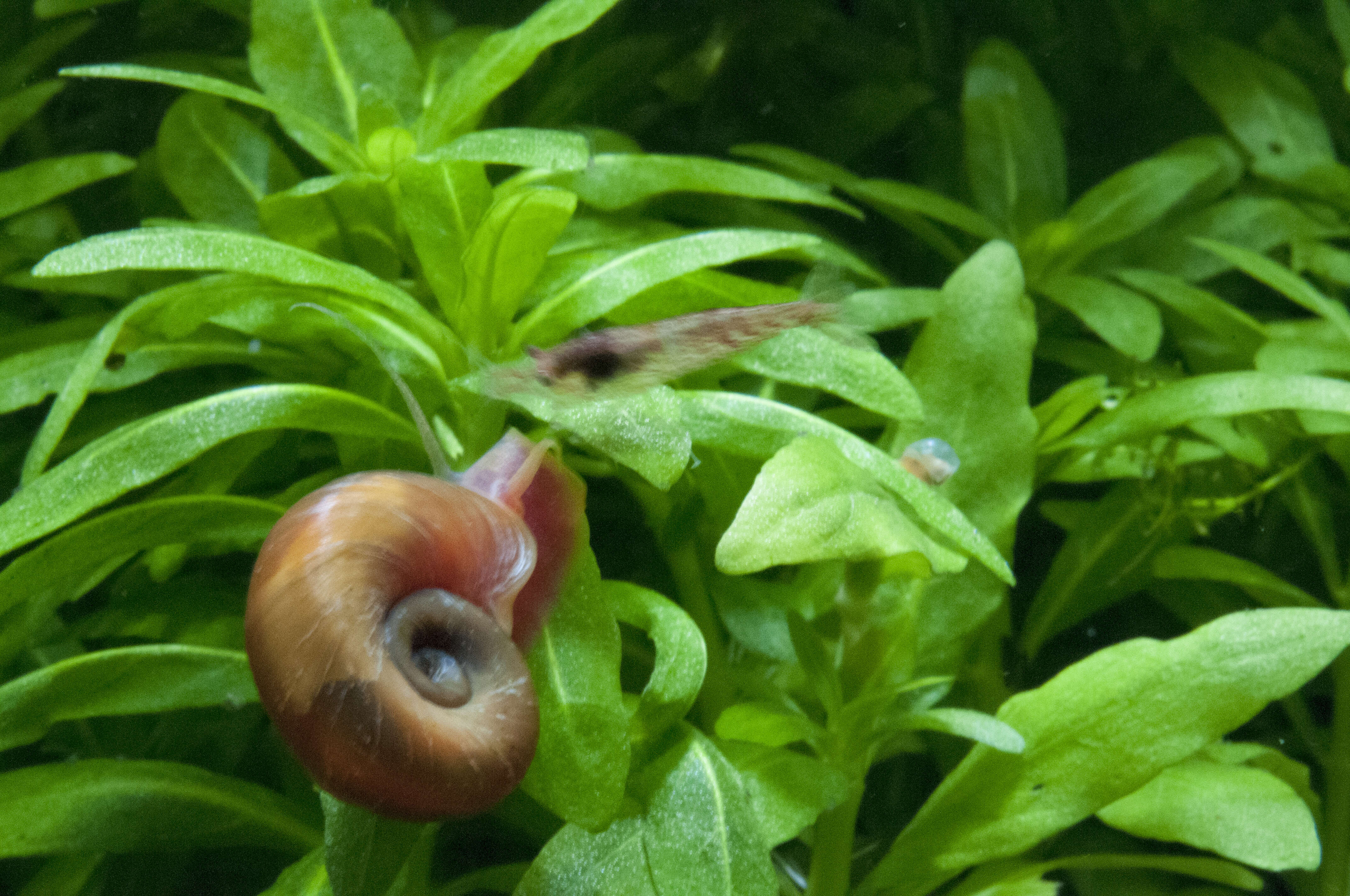 Image of Ram's Horn Snail