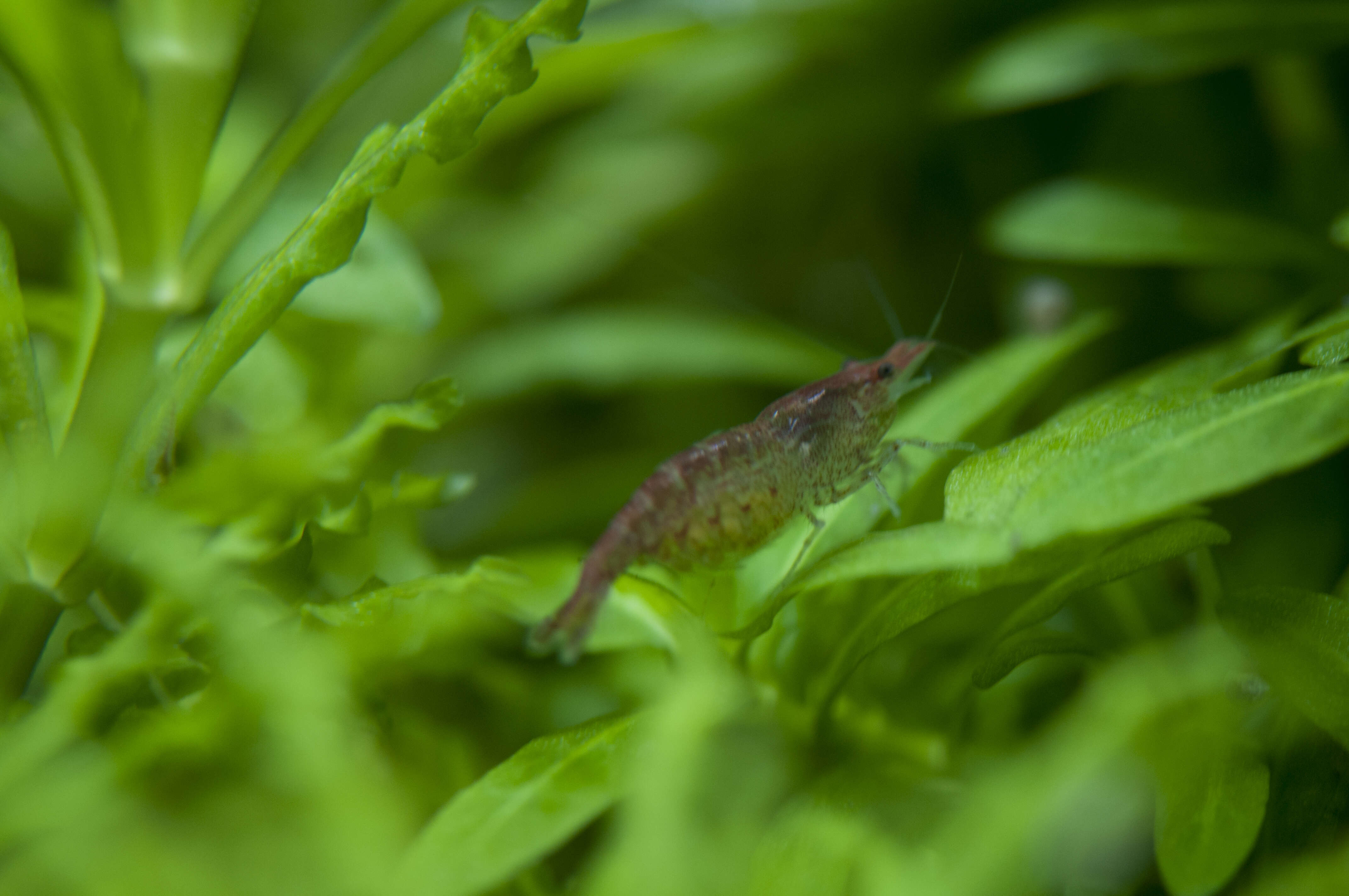 Image of Neocaridina heteropoda