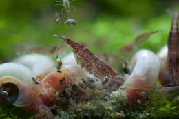 Image of Neocaridina heteropoda