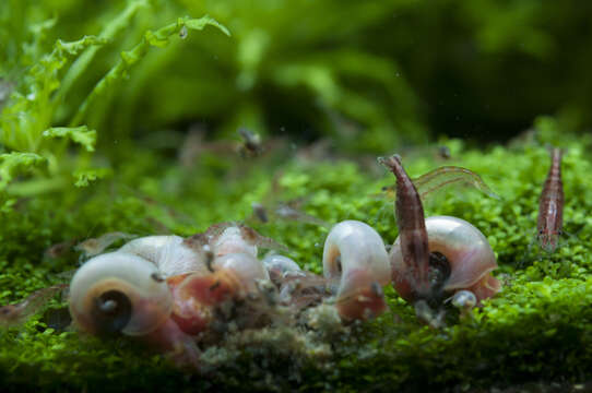 Image of Neocaridina heteropoda