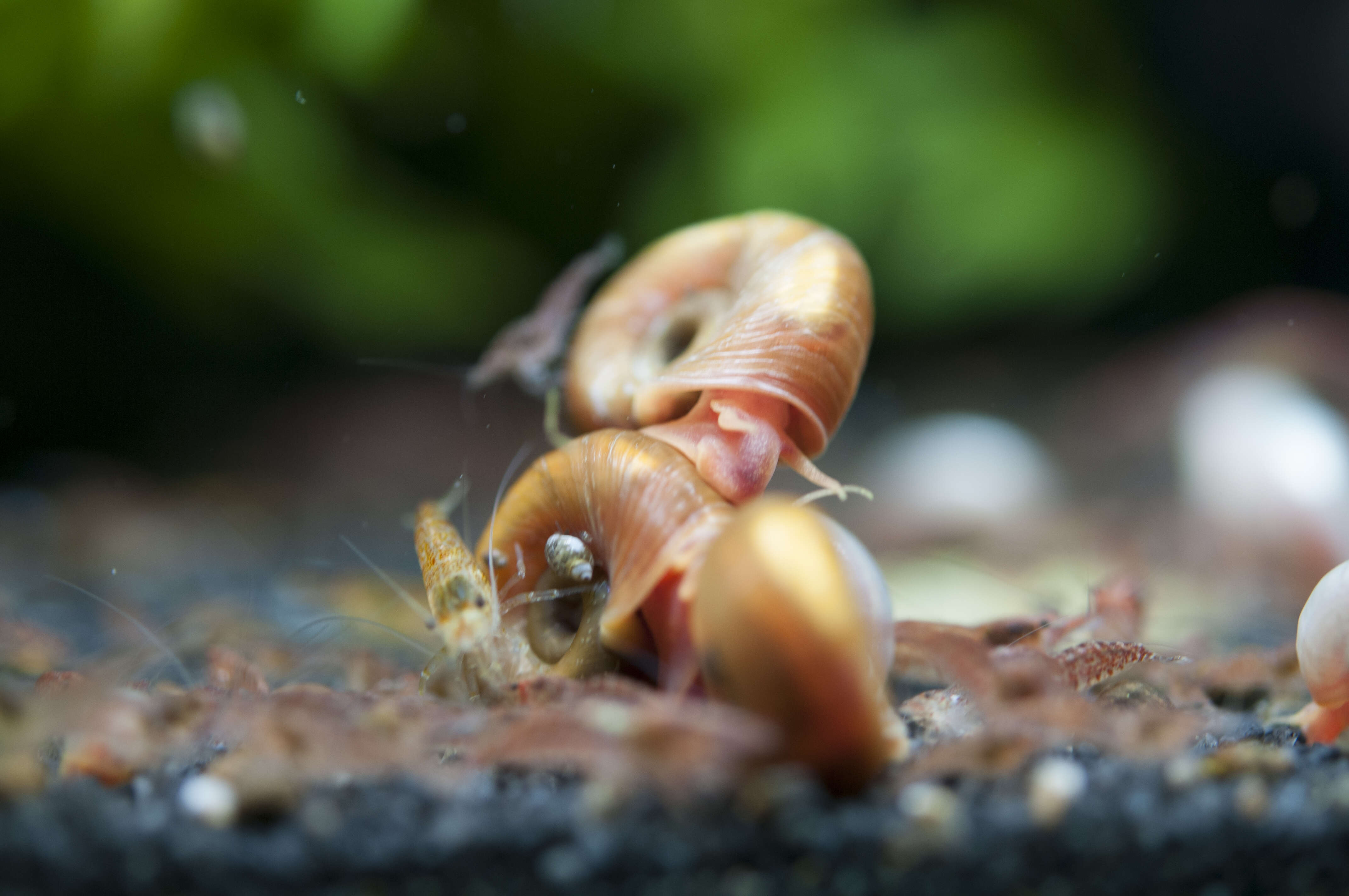 Image of Neocaridina heteropoda