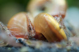 Image of Neocaridina heteropoda