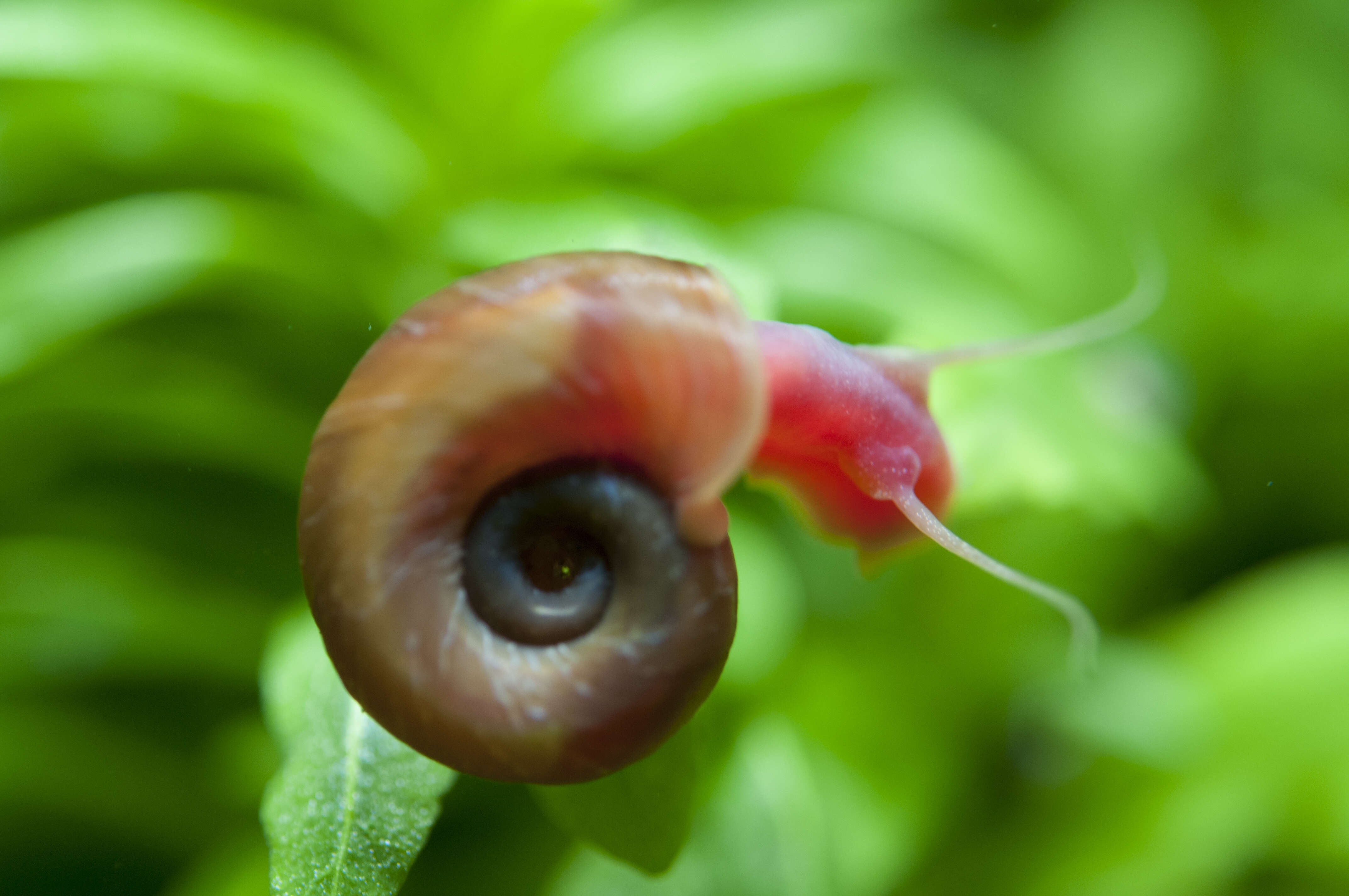 Image of Ram's Horn Snail