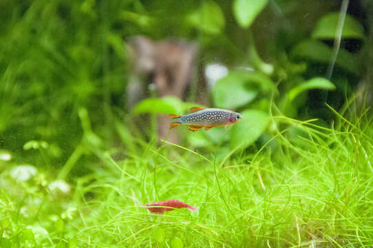 Image of Celestial Pearl Danio