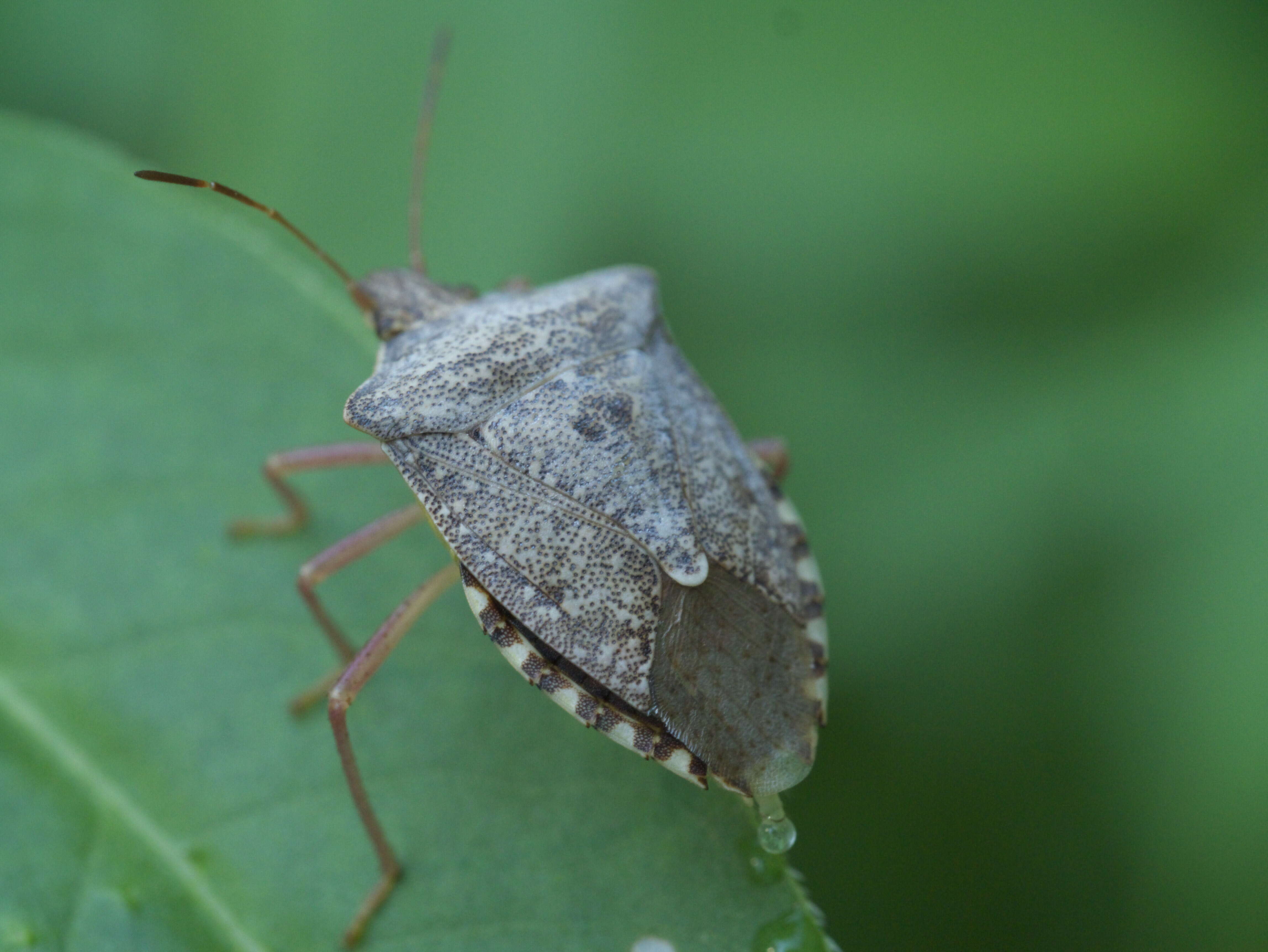 Image of Brown Stink Bug