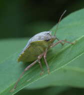 Image of Brown Stink Bug