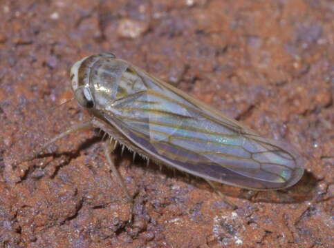 Image of Gray Lawn Leafhopper