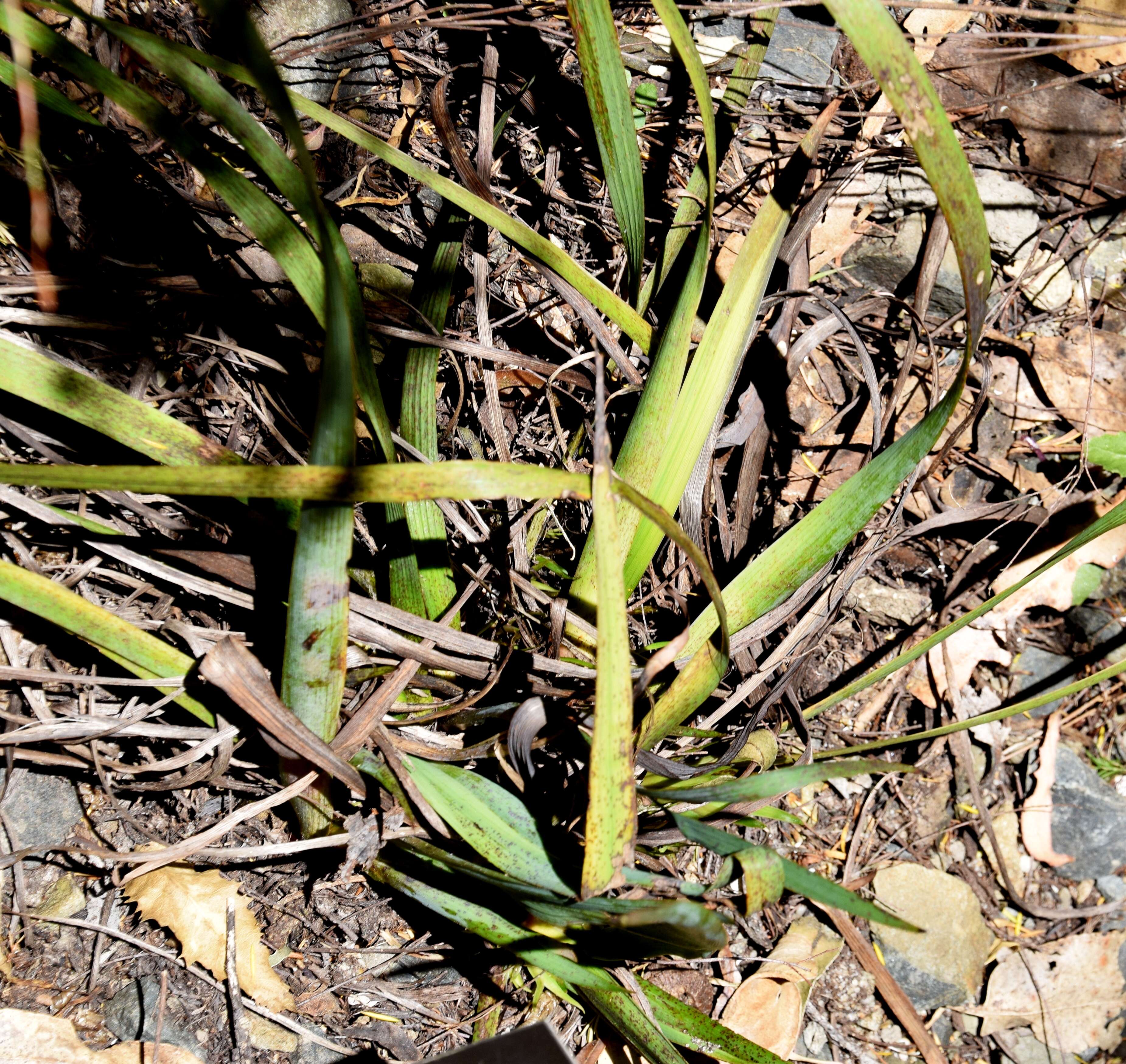 Image of Ixia dubia Vent.