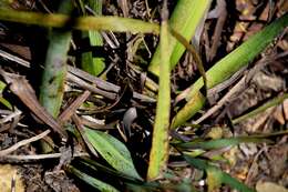 Image of Ixia dubia Vent.