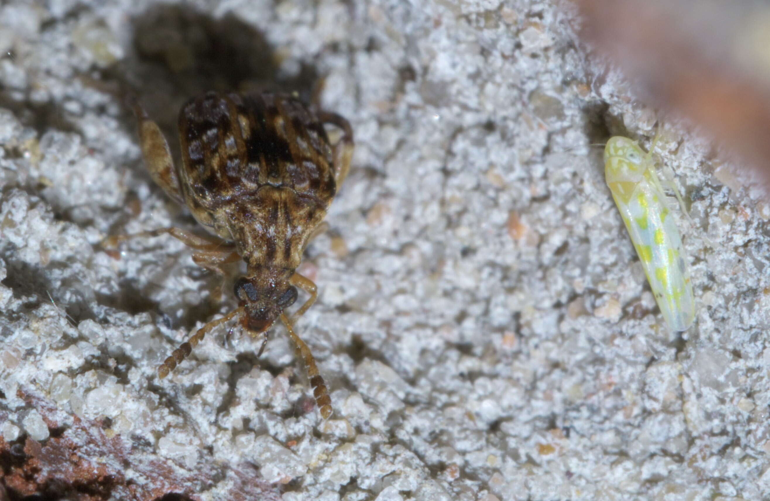 Image of Redbud Bruchid