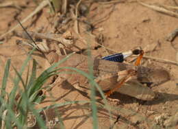 Image of Three-banded Grasshopper