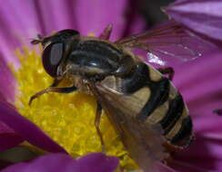 Image of Helophilus fasciatus Walker 1849