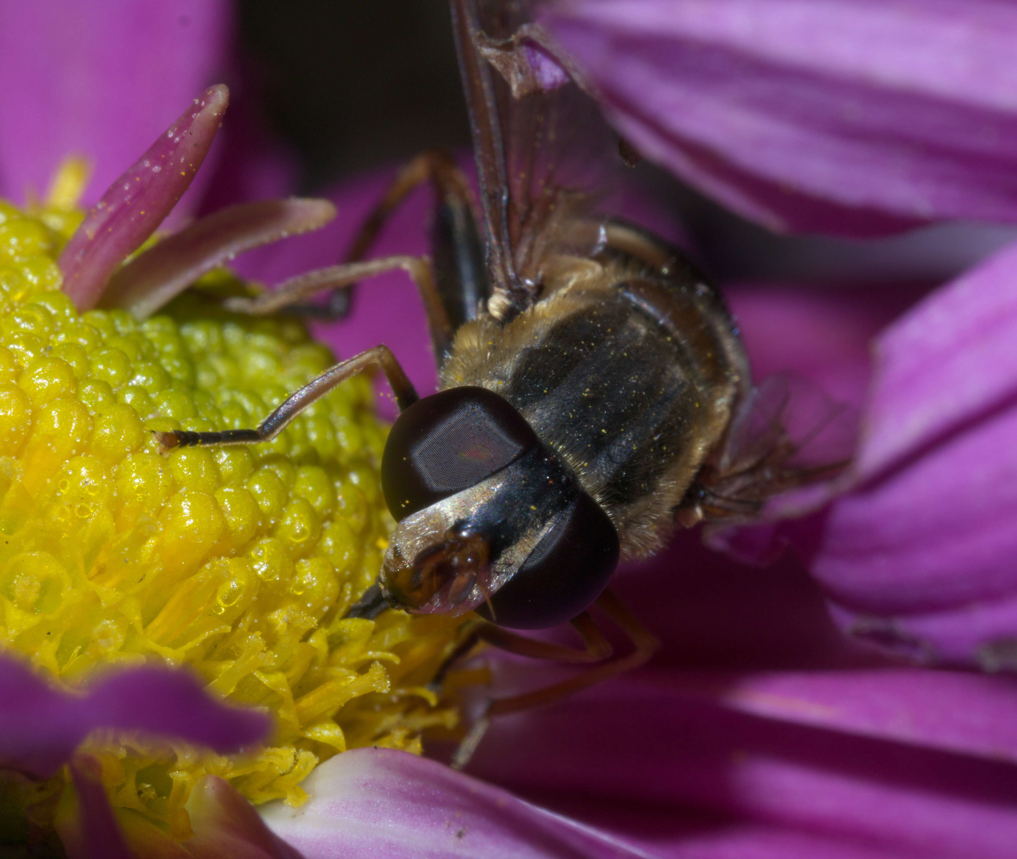 Image of Helophilus fasciatus Walker 1849