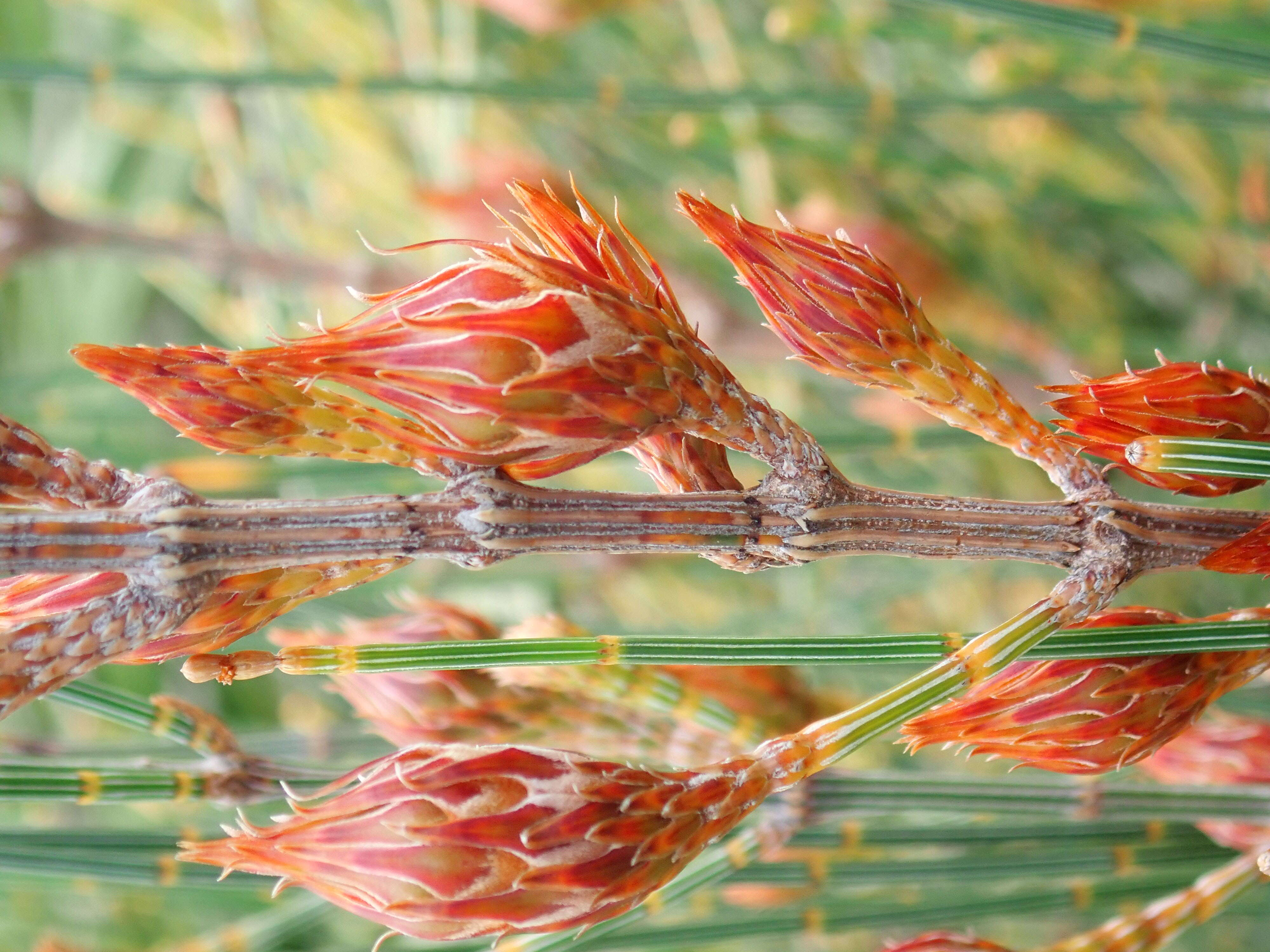 Image of Allocasuarina distyla (Vent.) L. A. S. Johnson