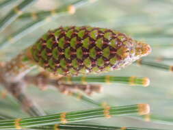 Image of Allocasuarina distyla (Vent.) L. A. S. Johnson