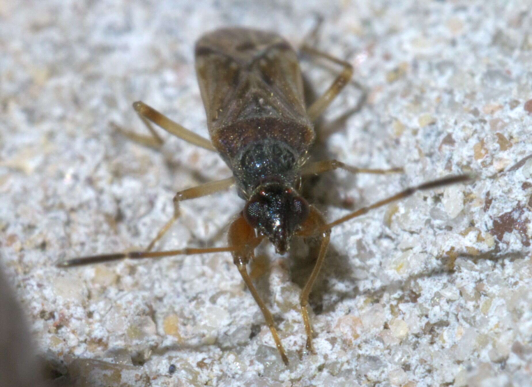 Image of Heraeus plebejus Stal & C. 1874