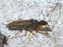 Image of Heraeus plebejus Stal & C. 1874