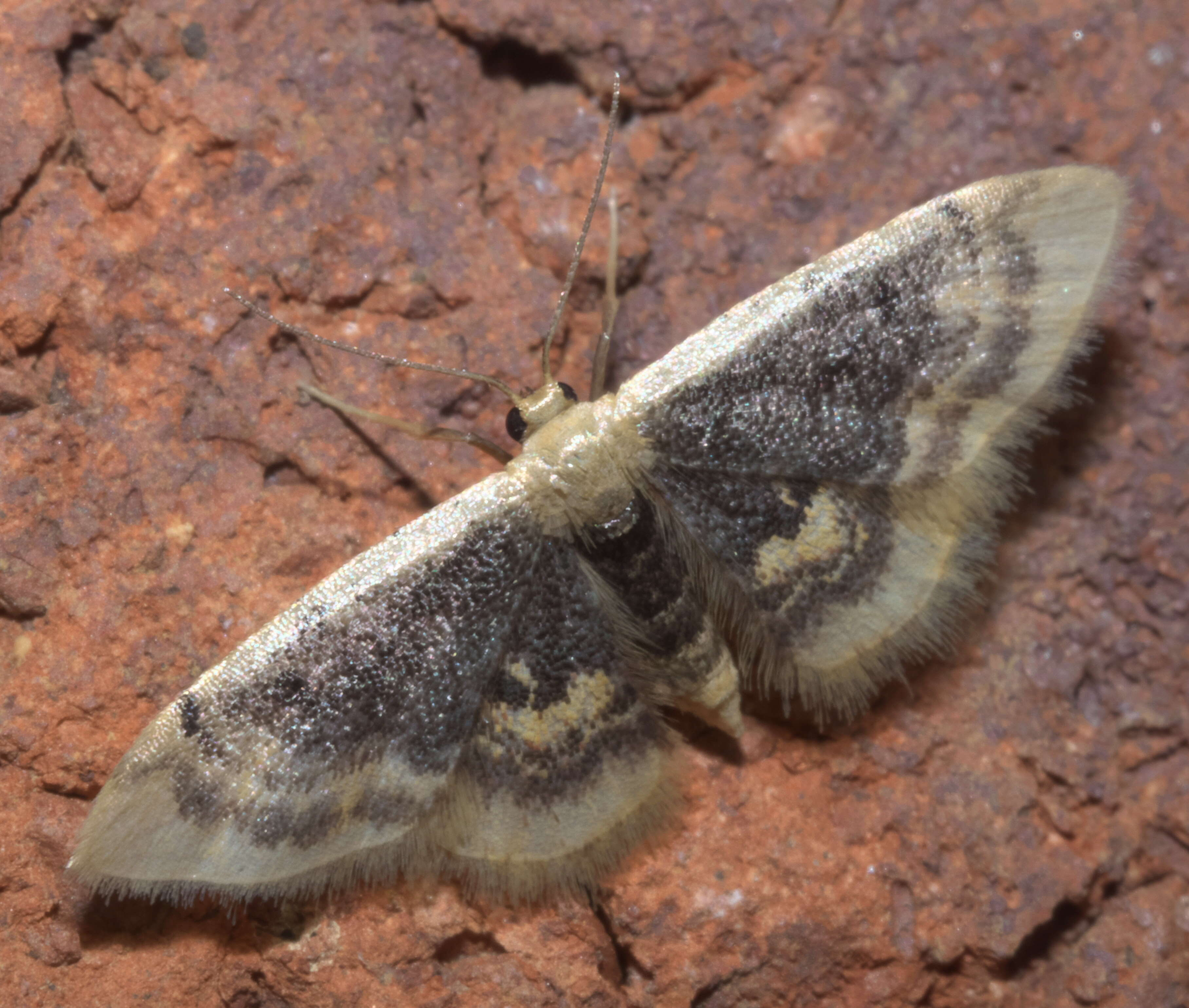 Image of Diminutive Wave Moth